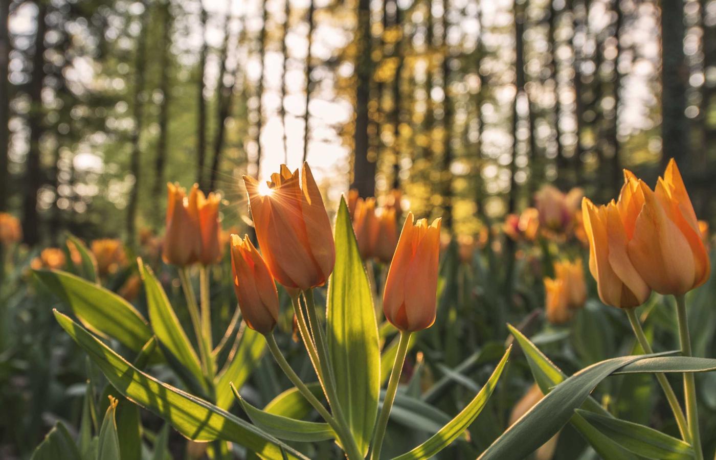 Портрет эксперта